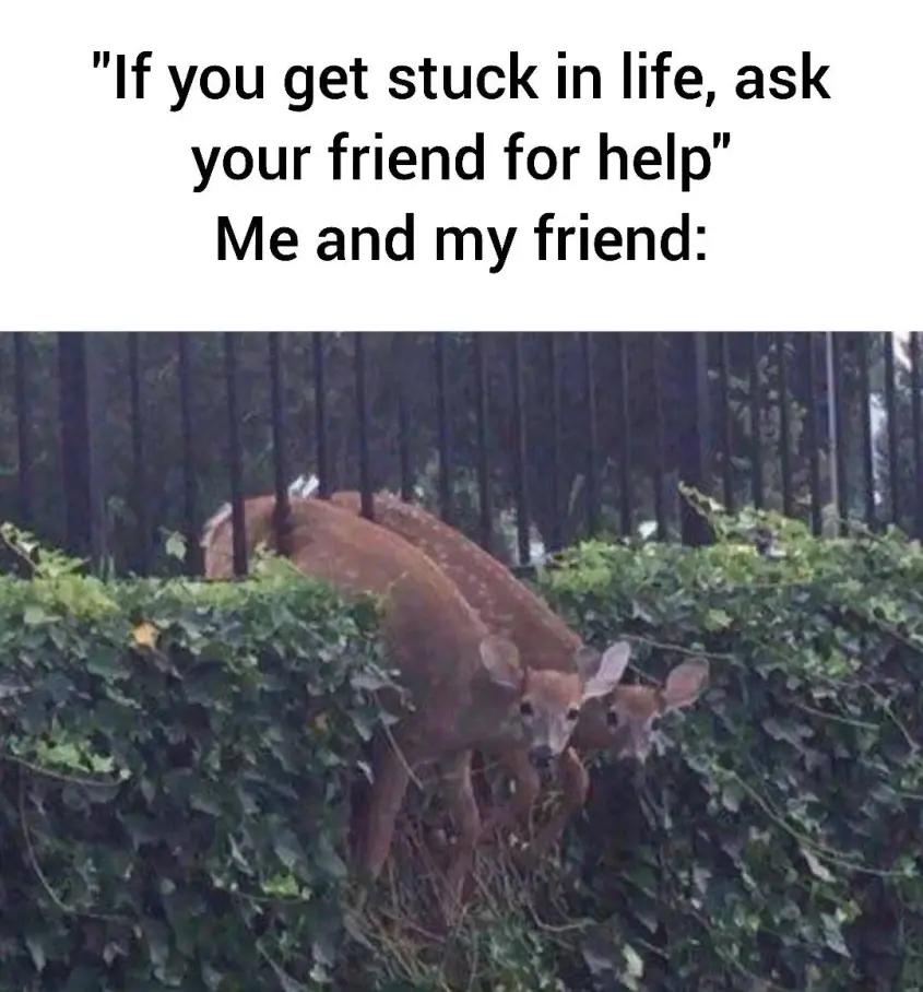 '"If you get stuck in life, ask your friend for help" Me and my friend' Two deer stuck in a fence next to each other 