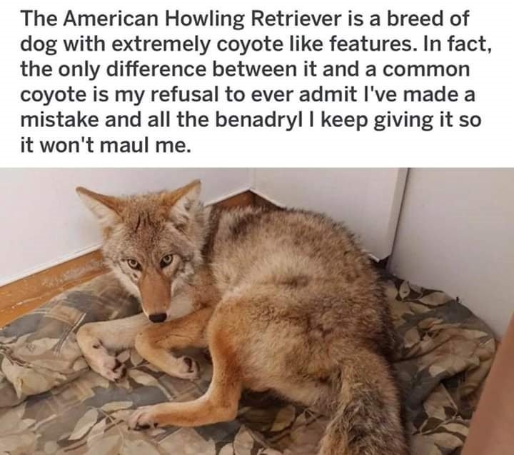 The American Howling Retriever 